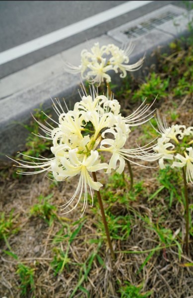 白い彼岸花